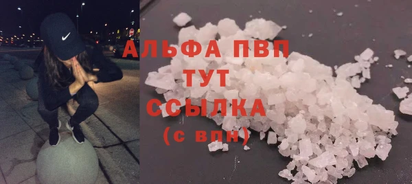 крисы Корсаков